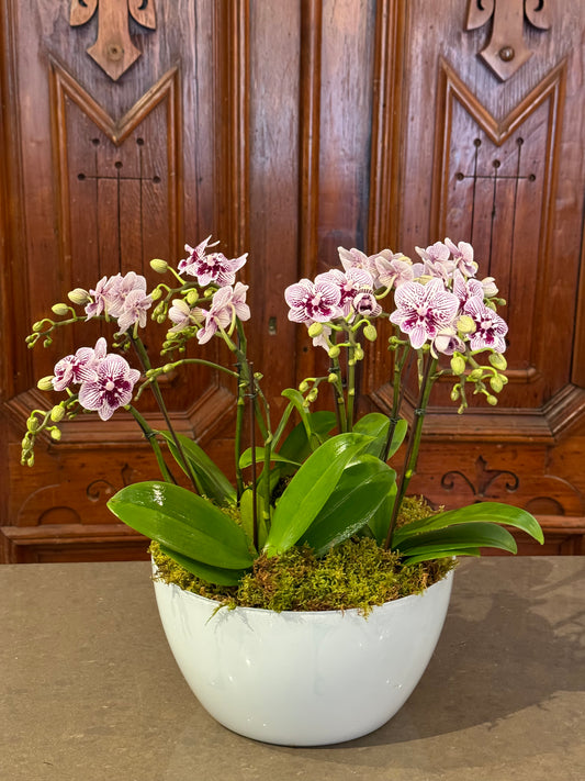 Luxe Orchid Planter