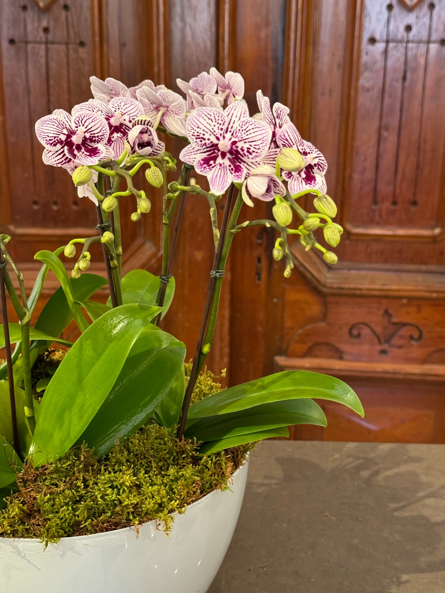 Luxe Orchid Planter