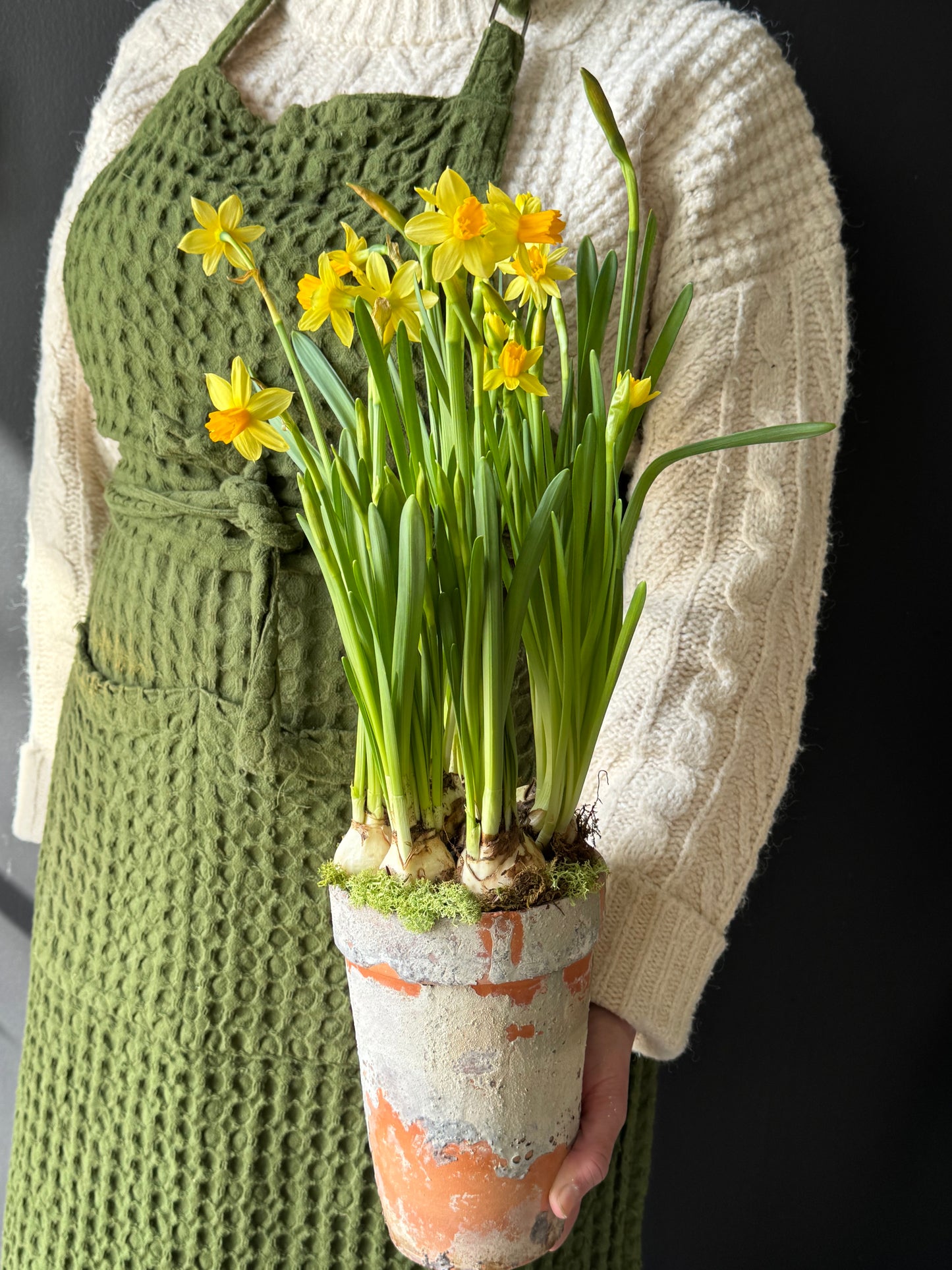 Spring Bulb Planter Tall