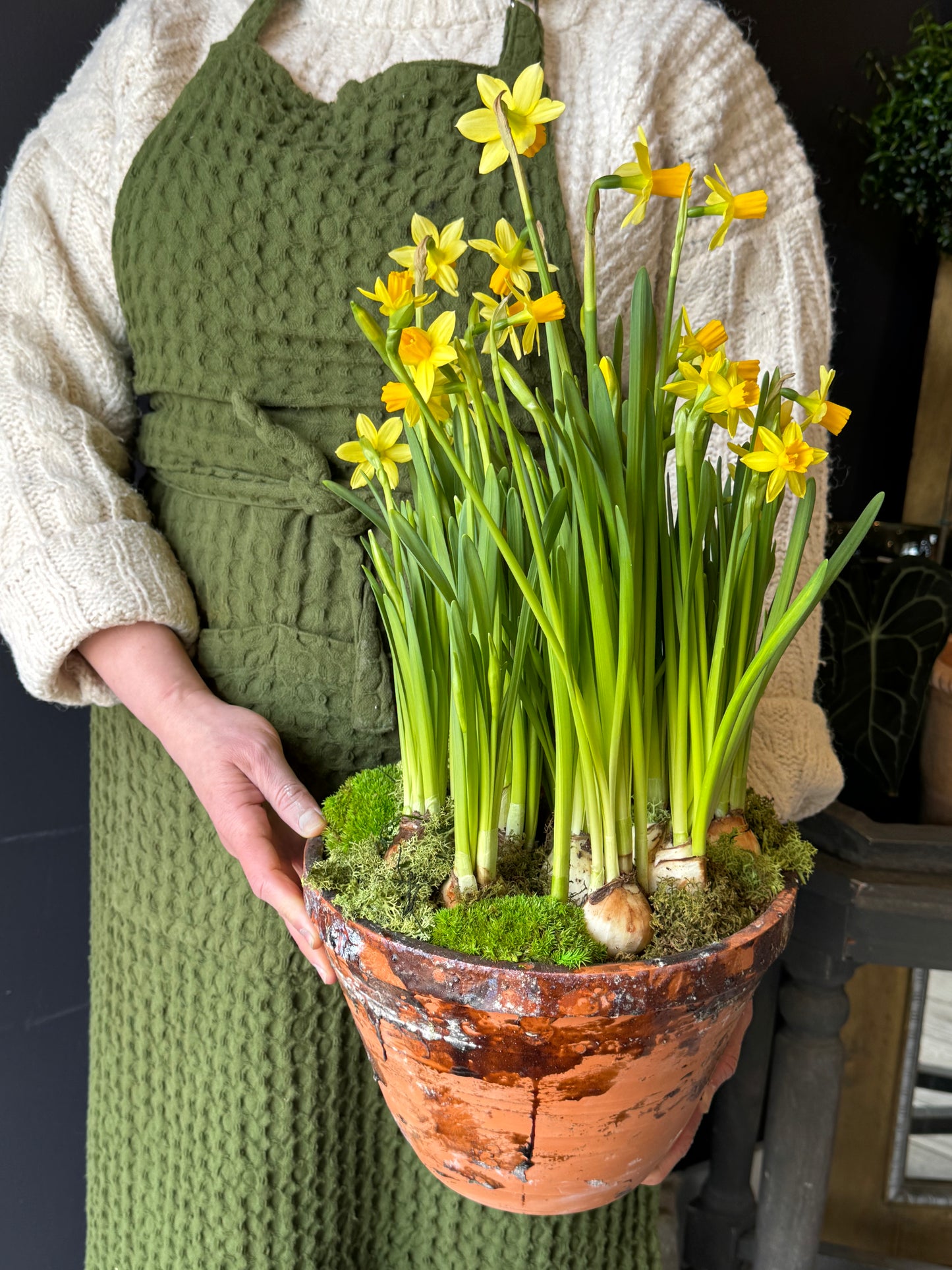 Spring Bulb Planter Large