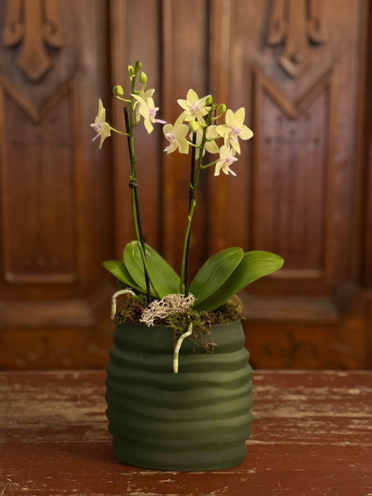 Le Jardin Vert Petite