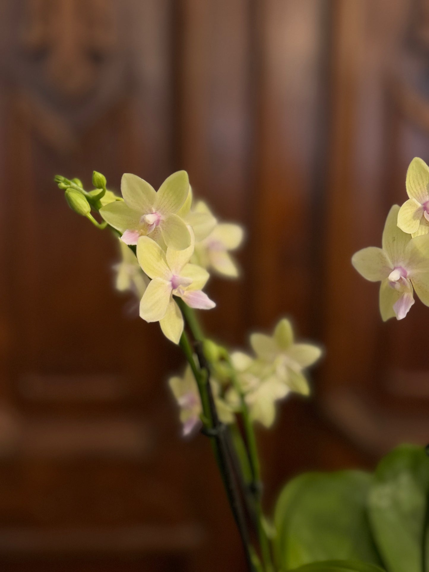 Le Jardin Vert Petite
