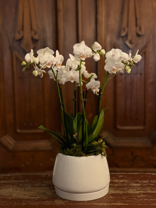 Les Orchidées Blanches