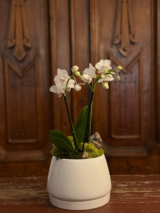 L’Orchidée Blanche