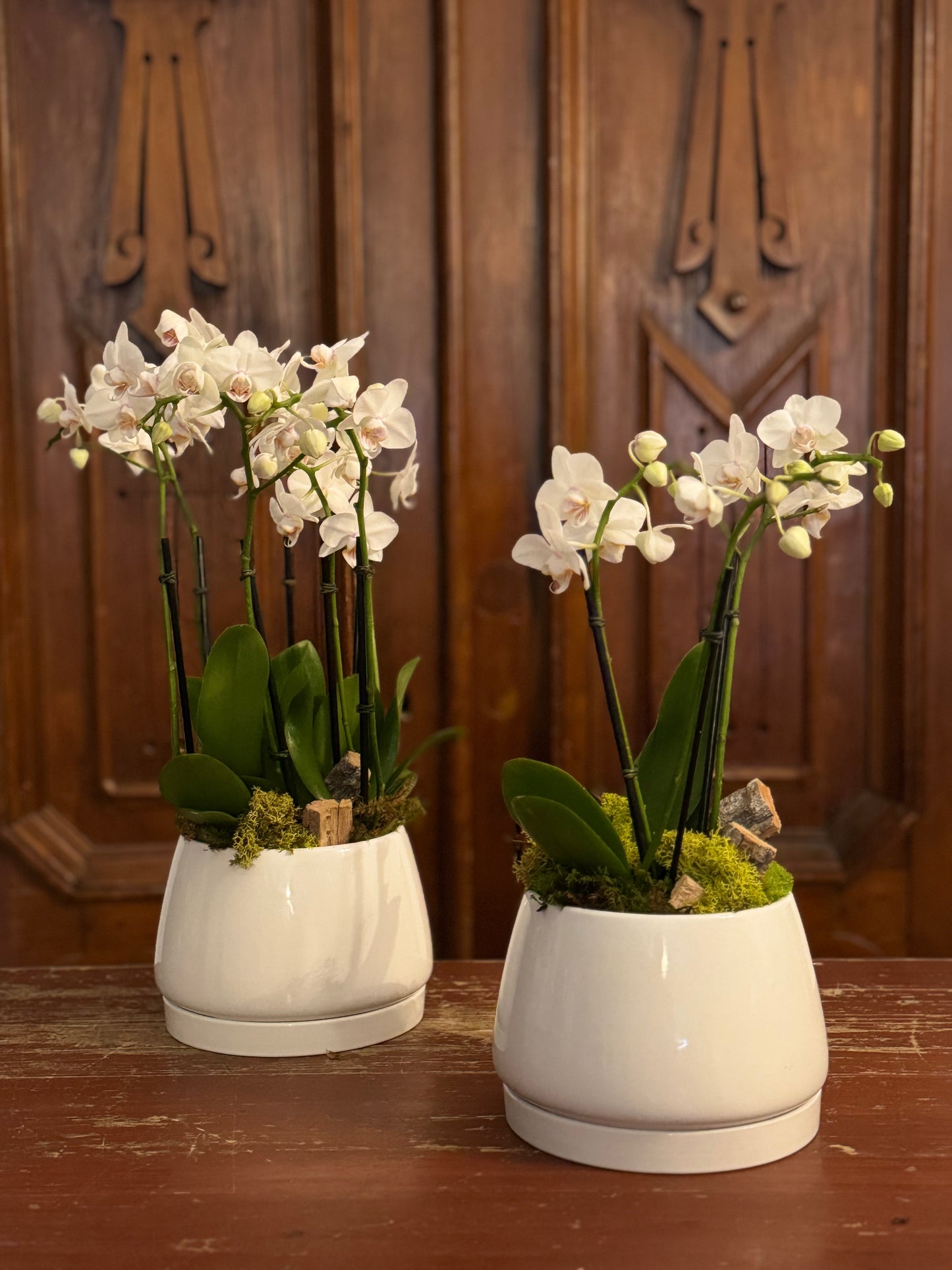 L’Orchidée Blanche