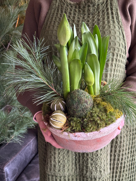 Citrus Amaryllis Planter Lux