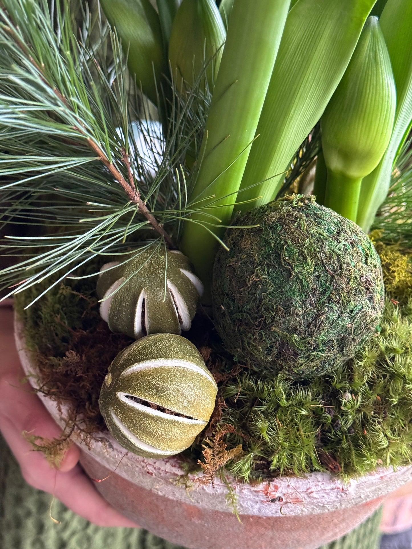 Citrus Amaryllis Planter Lux