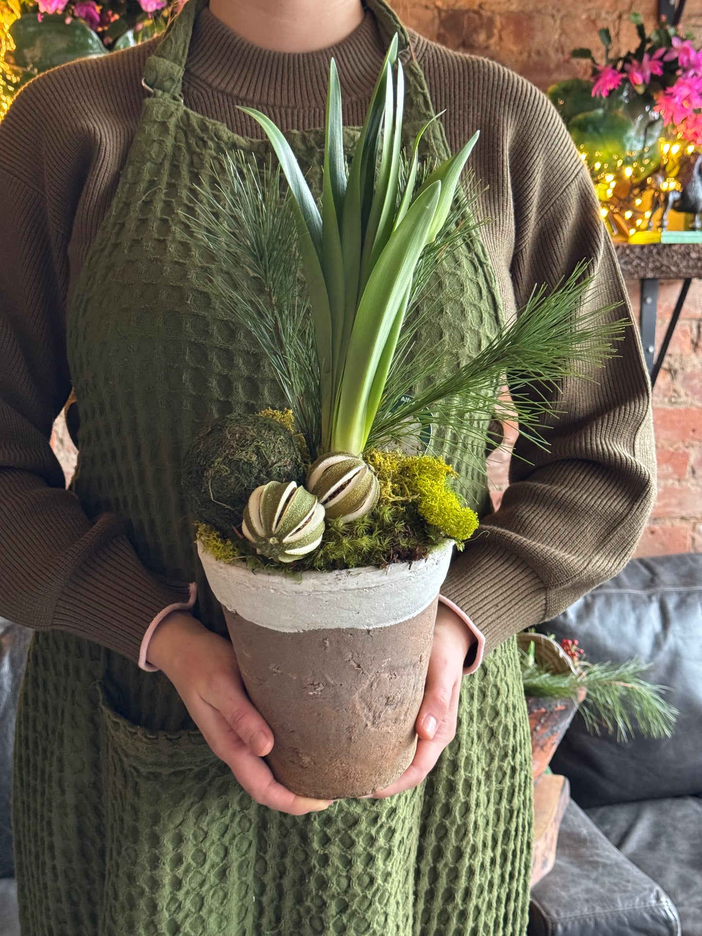 Citrus Amaryllis Planter