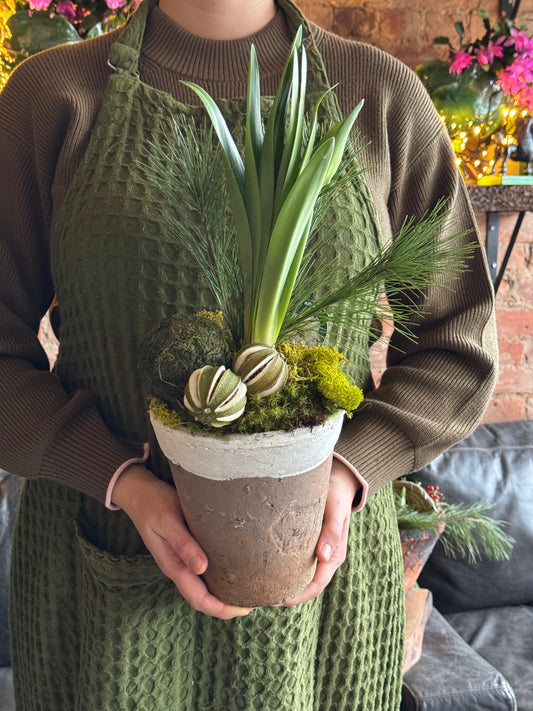 Citrus Amaryllis Planter