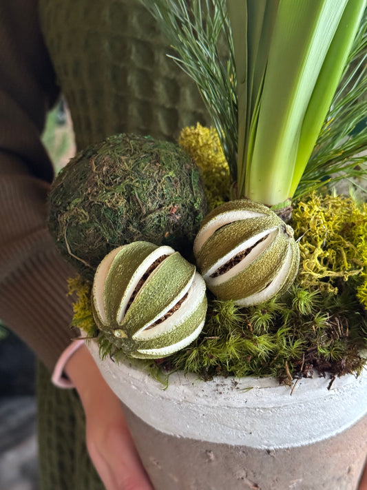 Citrus Amaryllis Planter