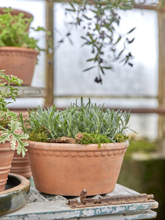 Lacepot Terracotta Pot