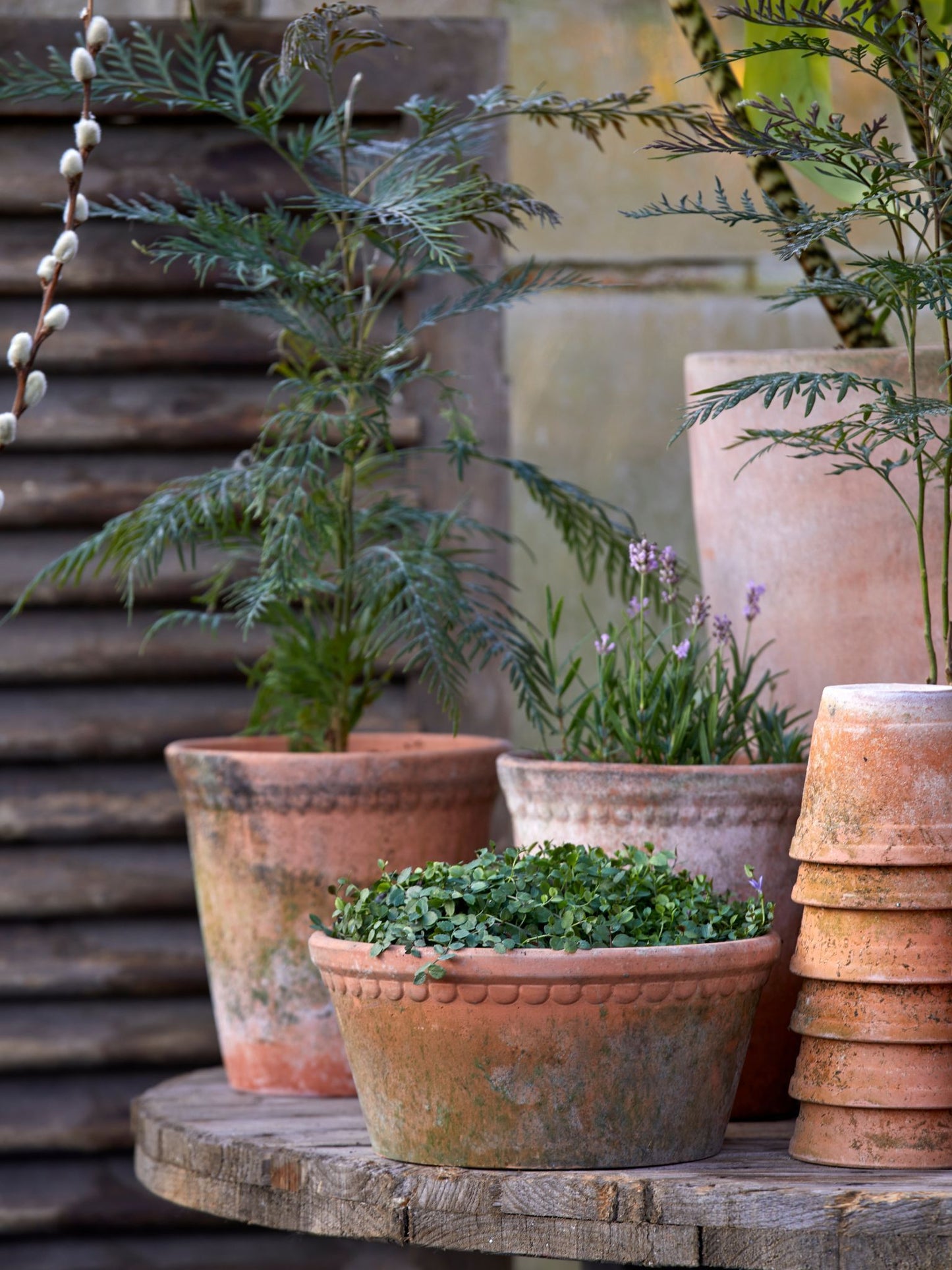 Lacepot Terracotta Pot