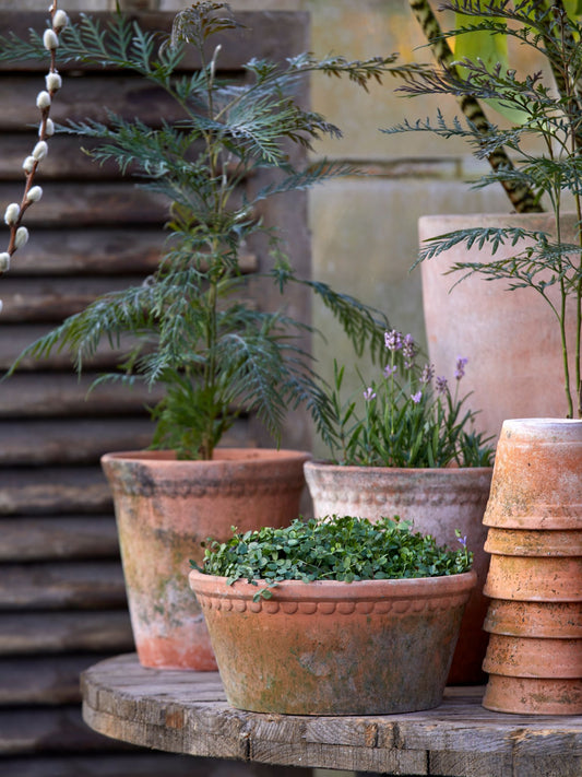 Lacepot Terracotta Pot