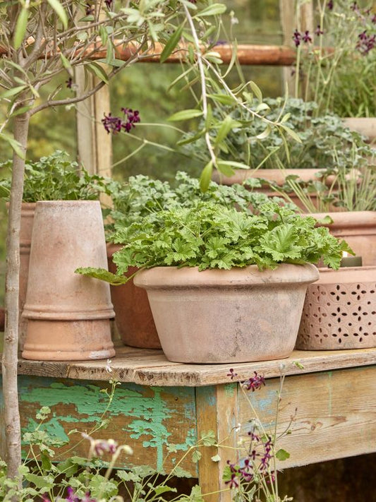Rosa Terracotta Pot