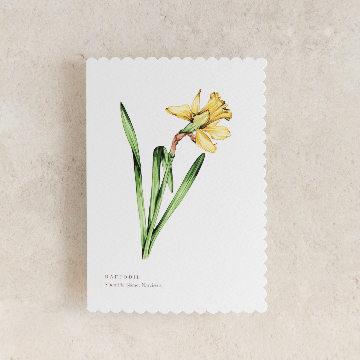 Daffodil Watercolour Scalloped Sustainable Greeting Card