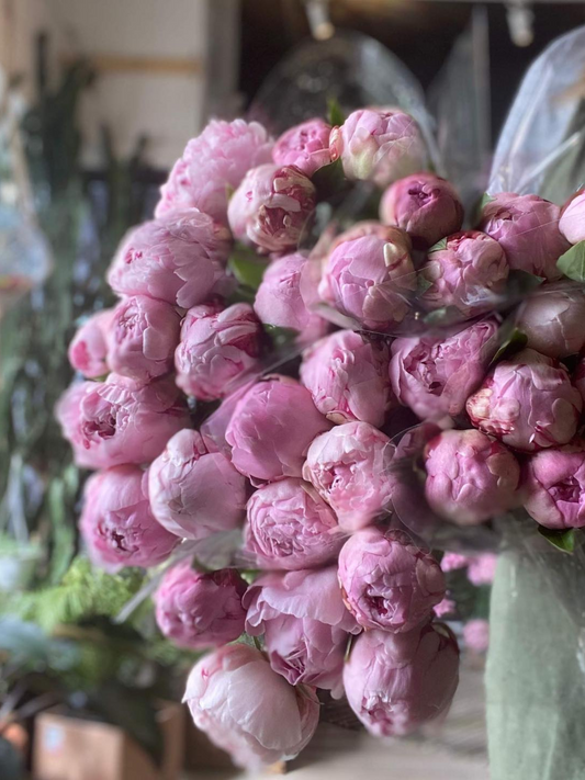 Pure Peony
