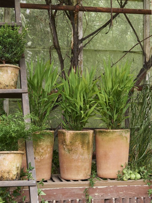 Viola Terracotta Pot