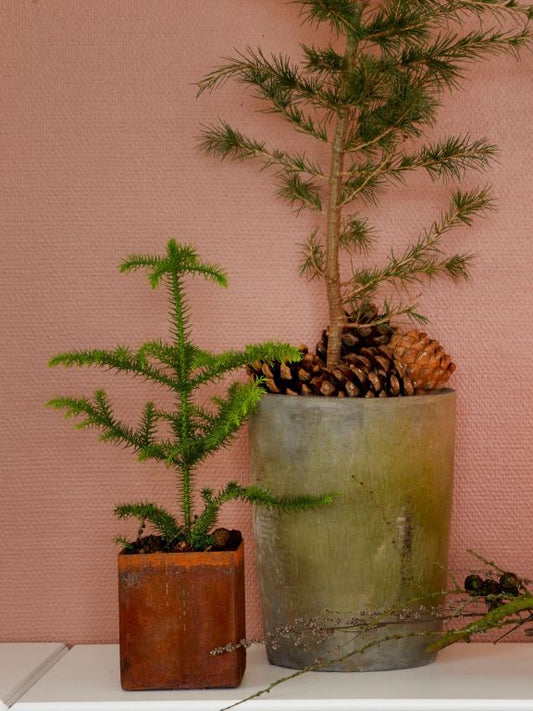 Viola Black Patina Pot