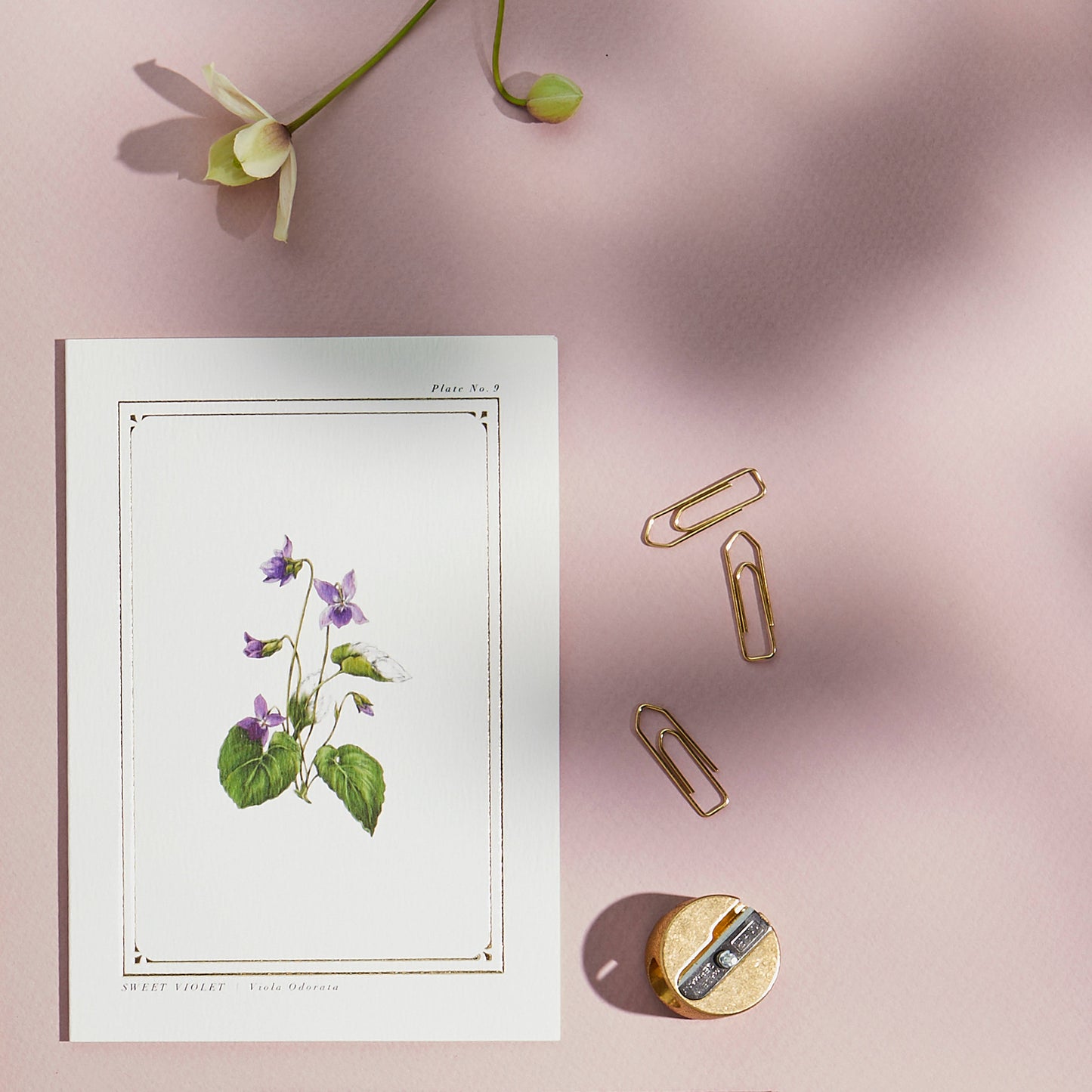Sweet Violet - 'Botanist Archive : Everyday Edition' - Card
