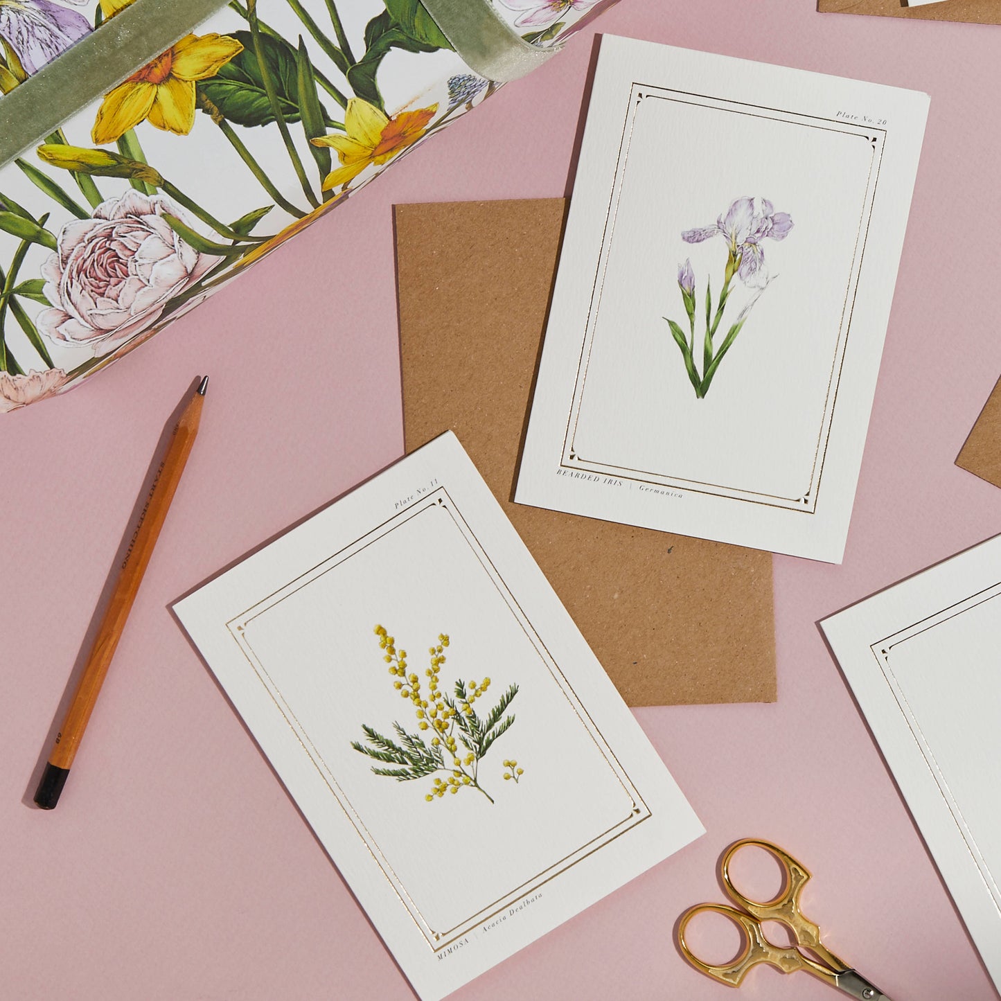 Mimosa Greeting Card