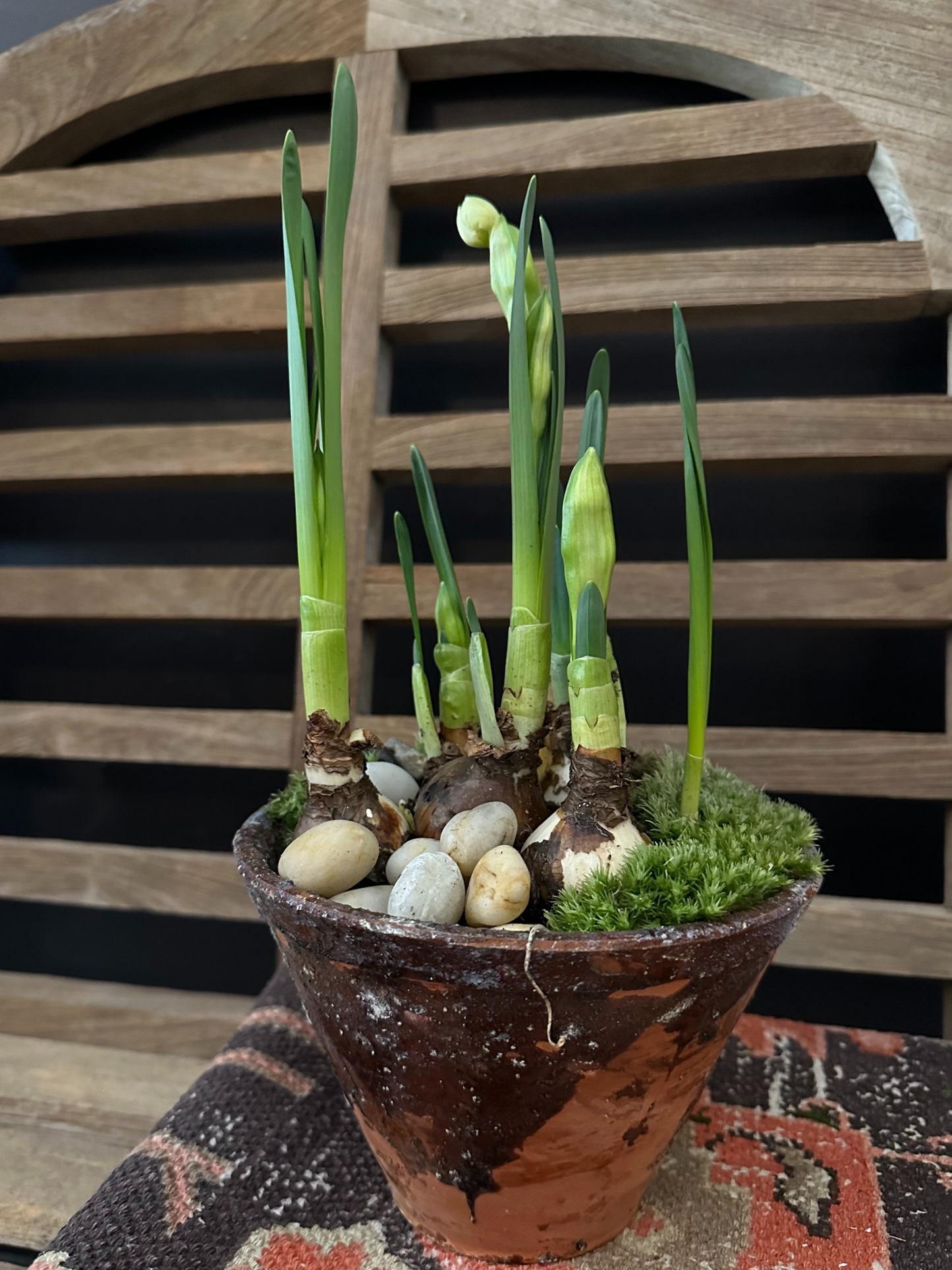 Narcissus Terra Cotta Sap Planter