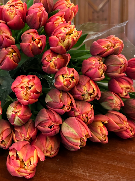 Double Petal Tulips