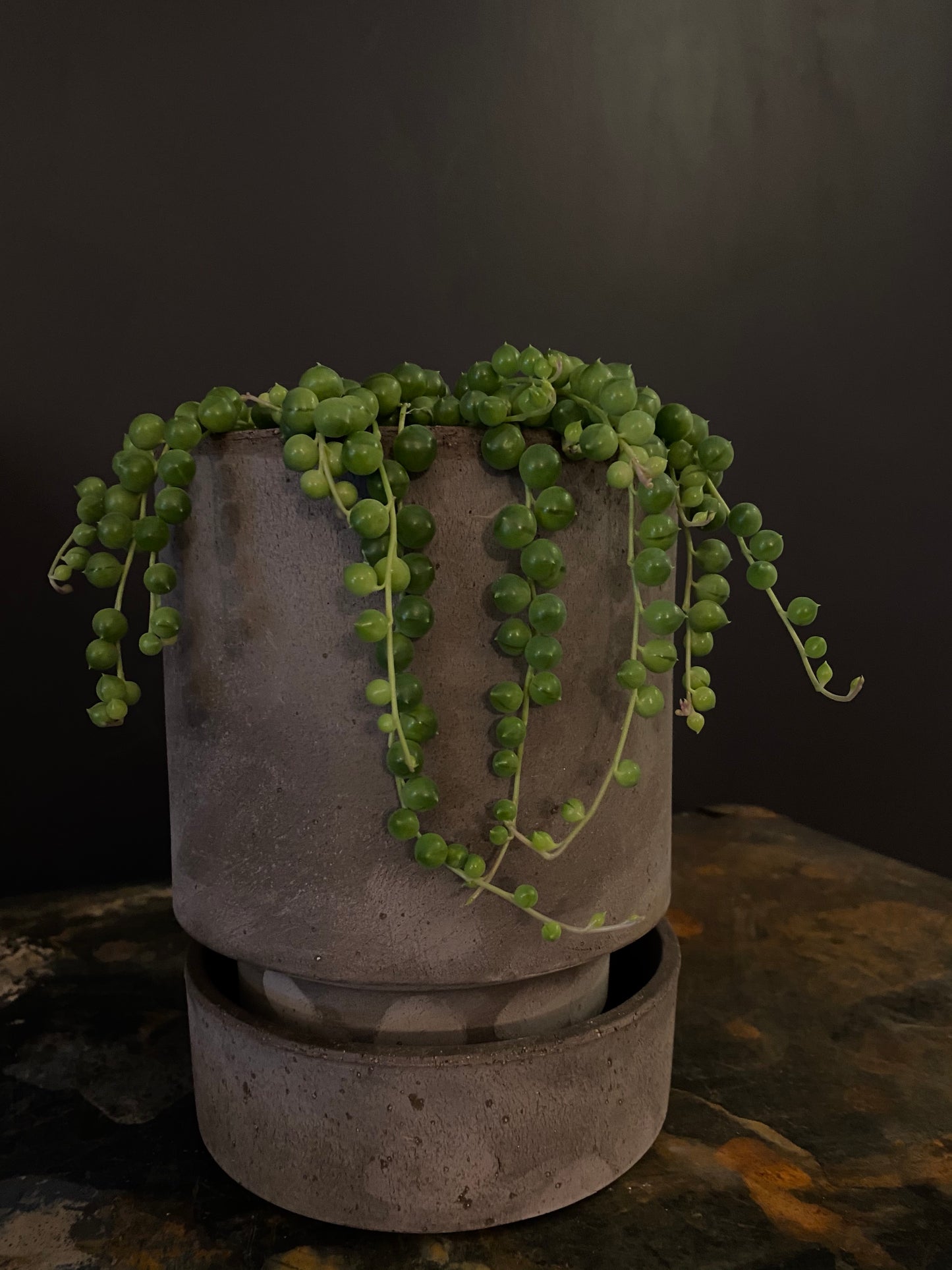 String of Pearls