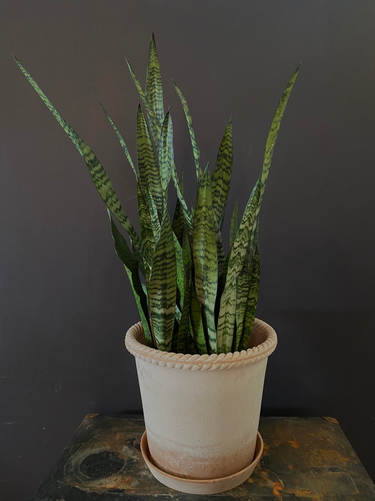 Sansevieria