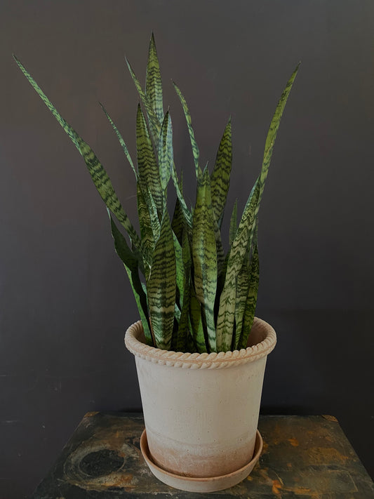 Sansevieria