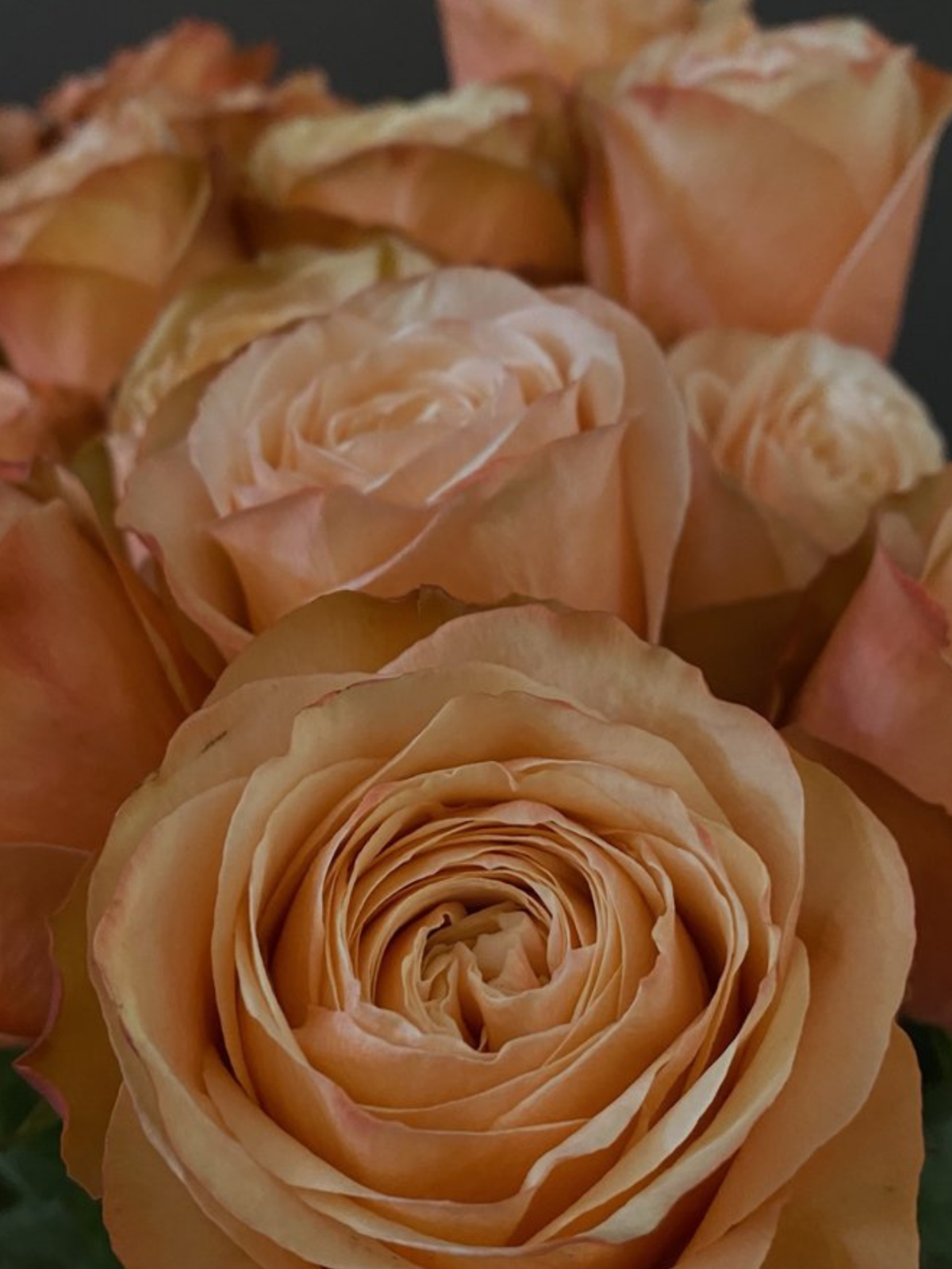 Kahala Roses