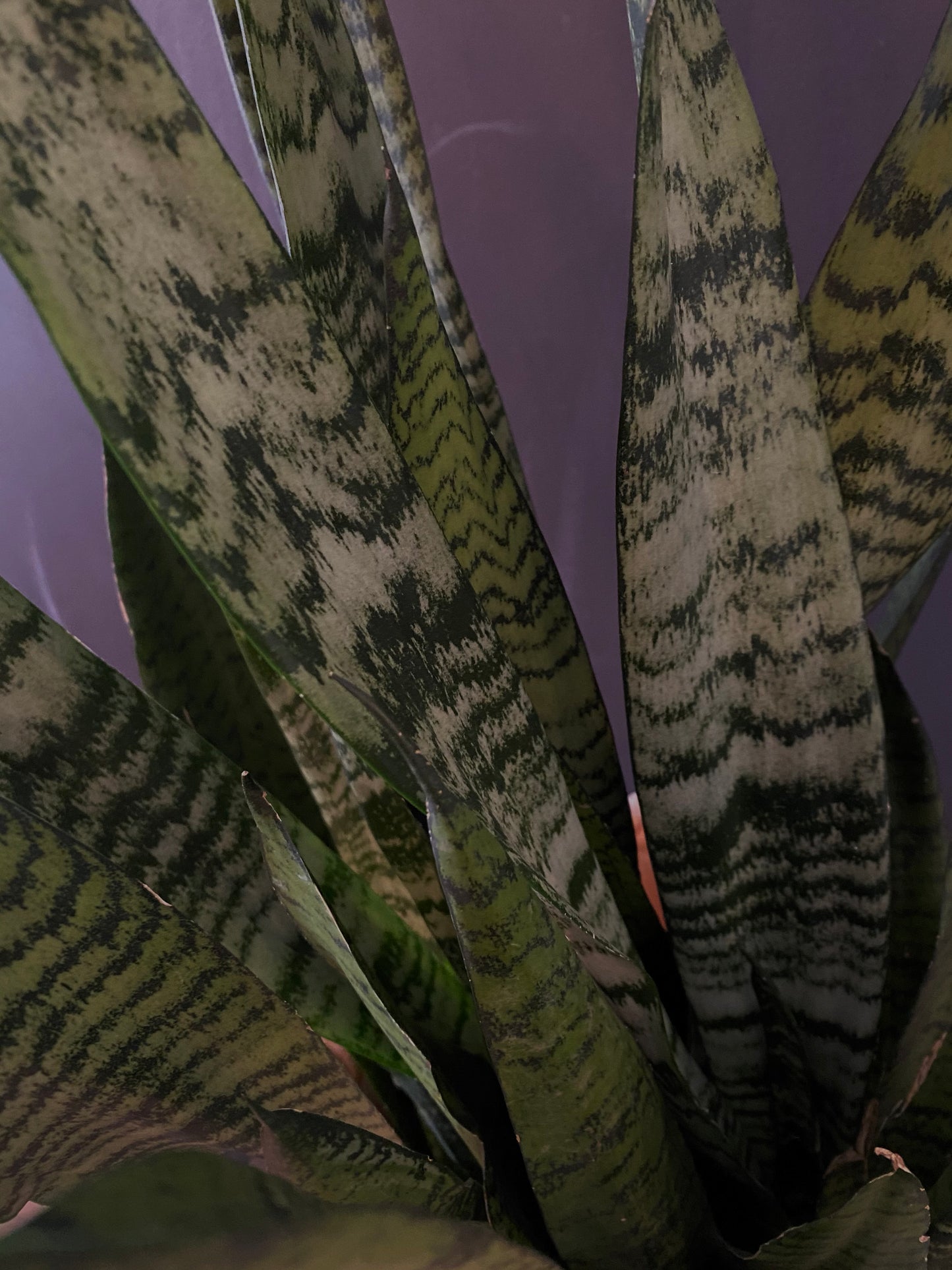 Sansevieria