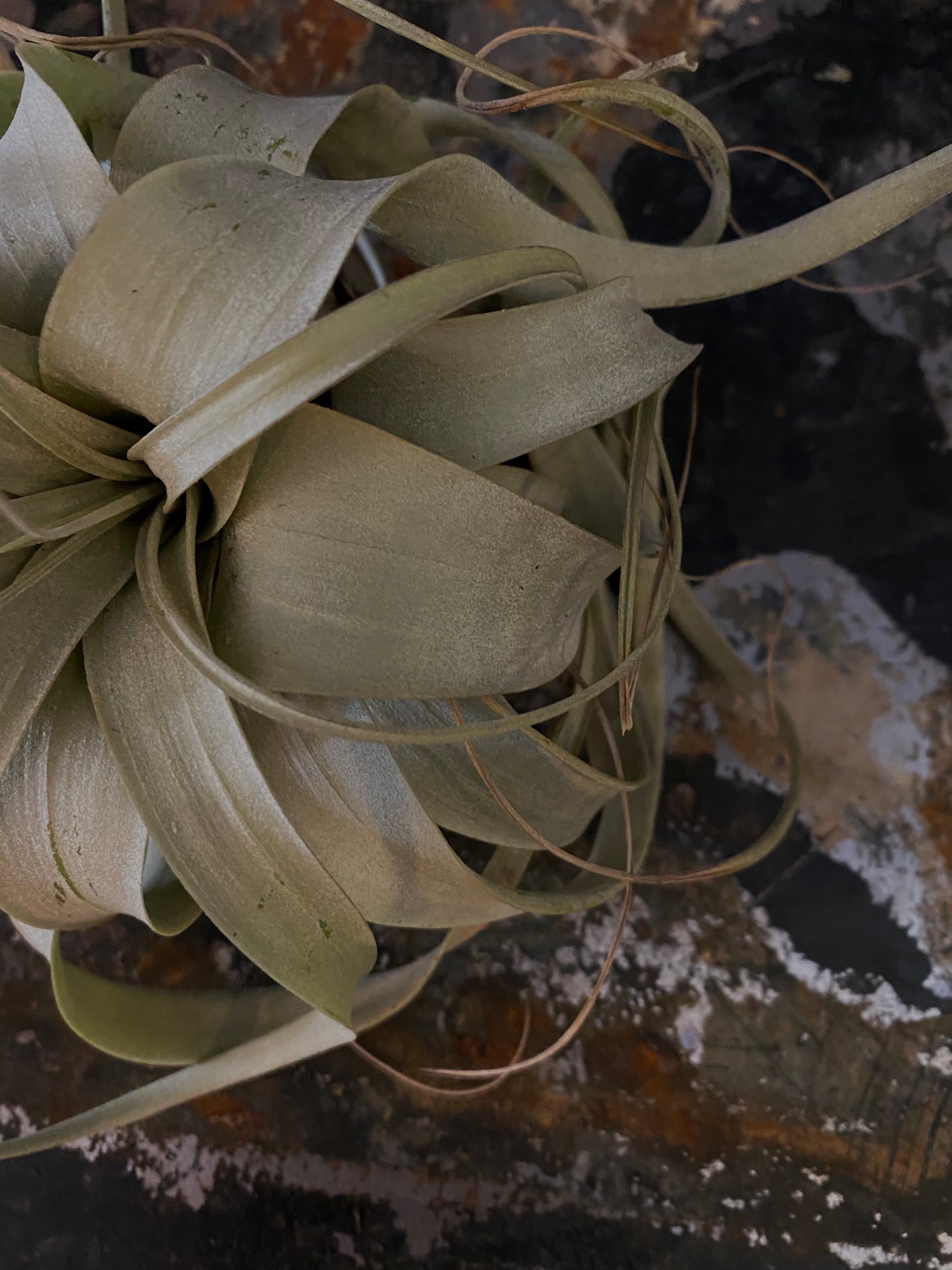 Xerographica Air Plant