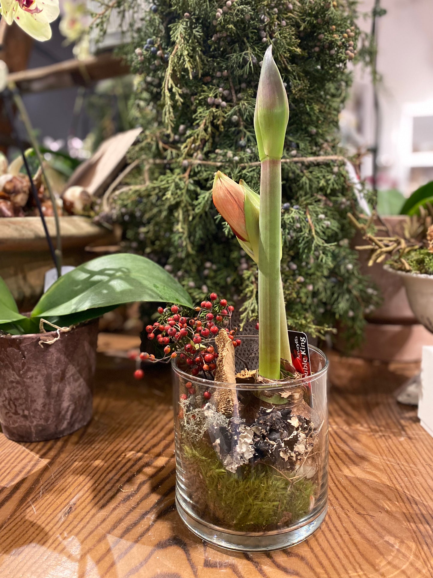 Winter Amaryllis in Glass Vase