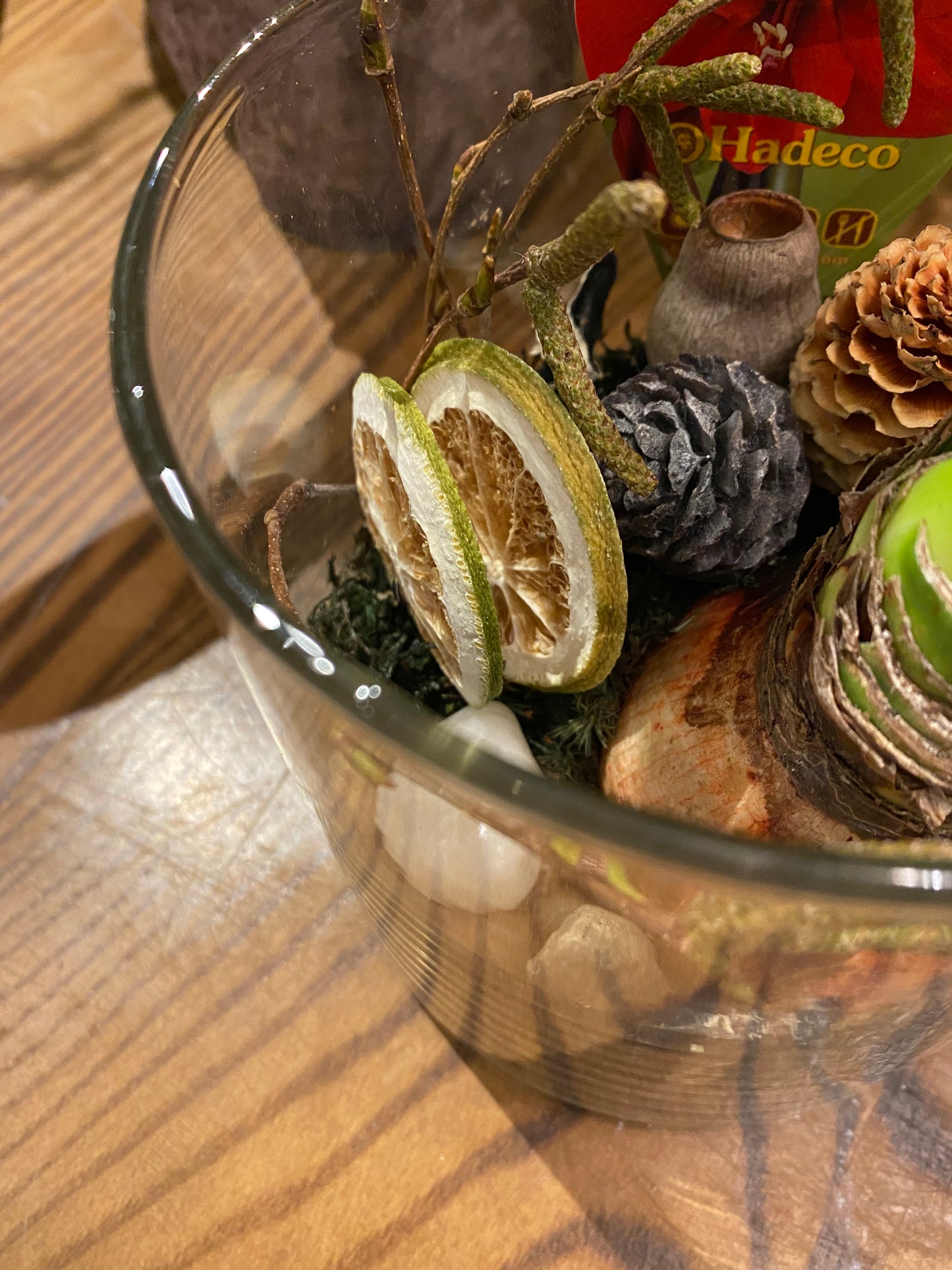 Winter Amaryllis in Glass Vase
