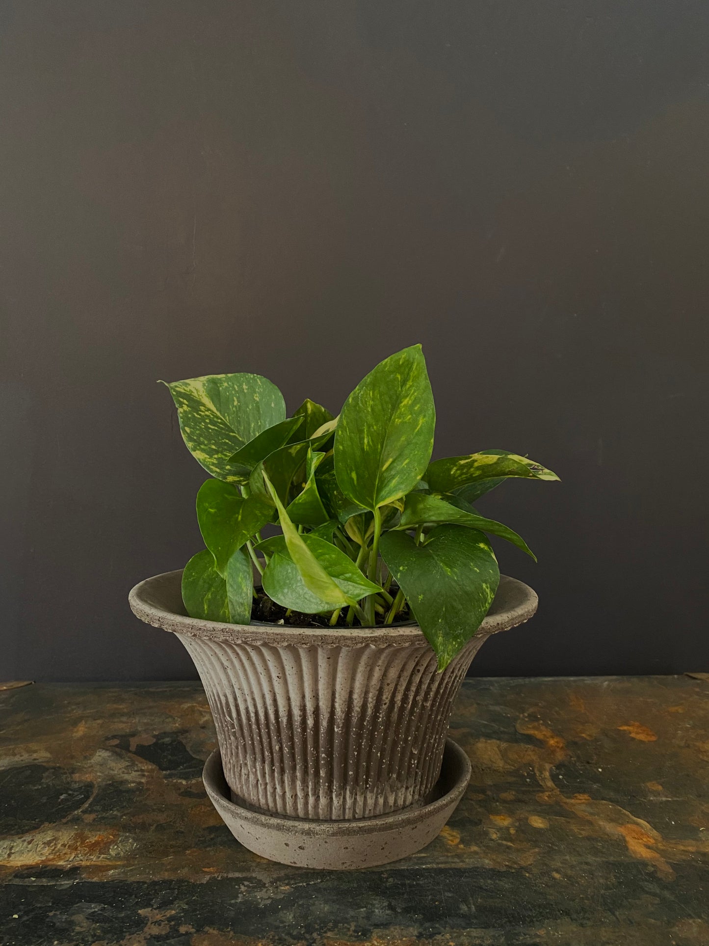 Pothos Golden Medium