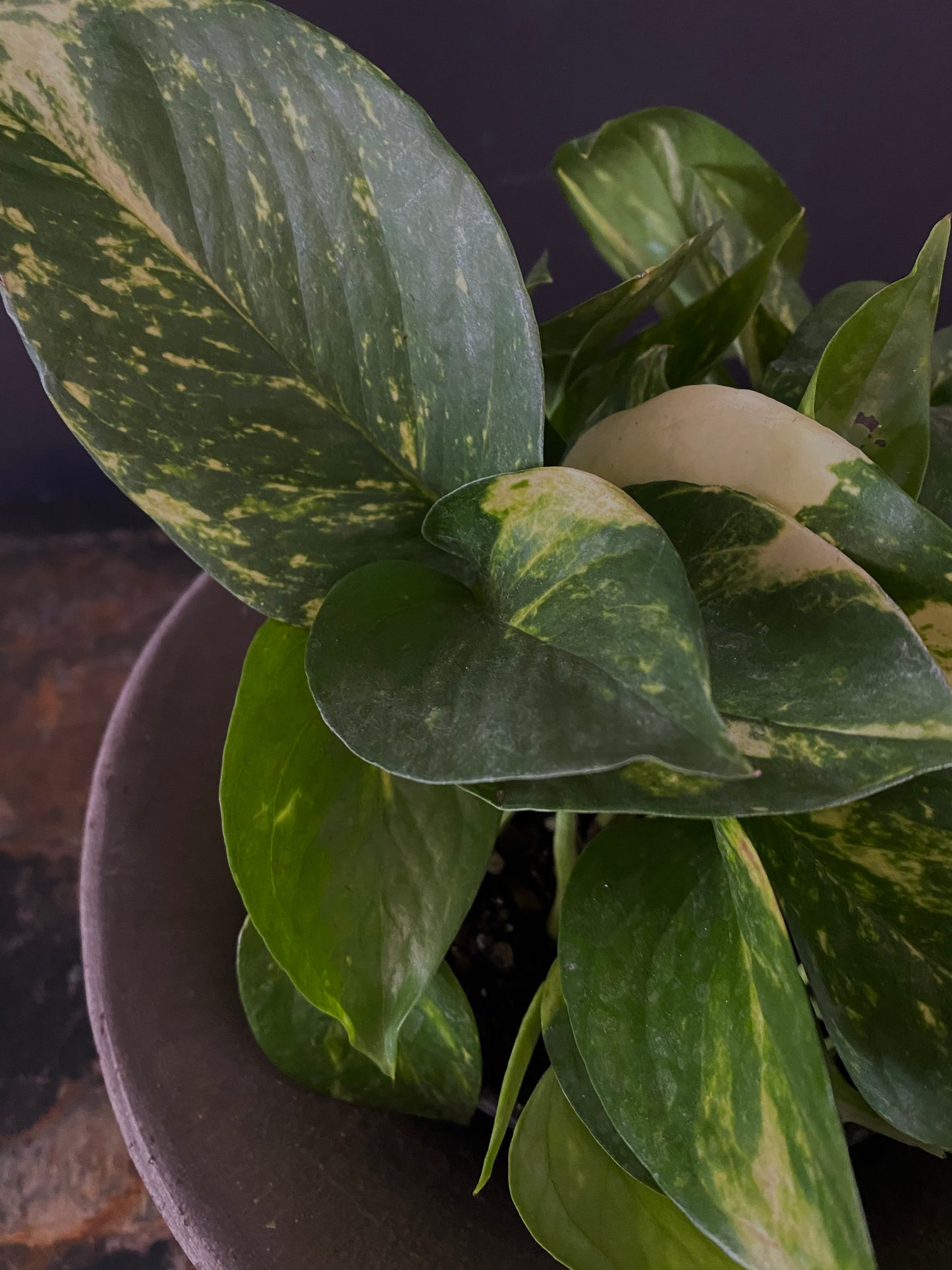 Pothos Golden Medium