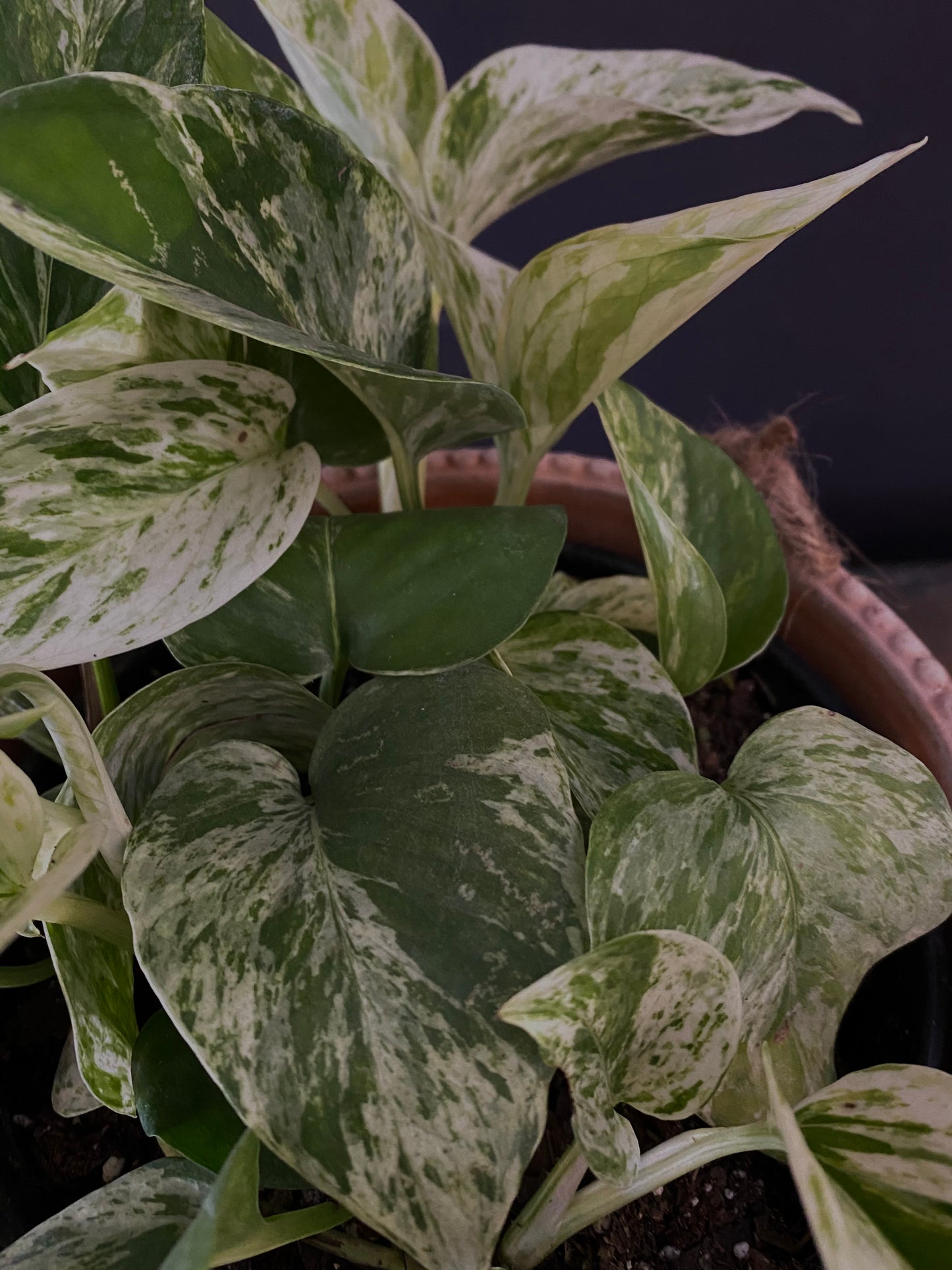 Pothos Marble Medium