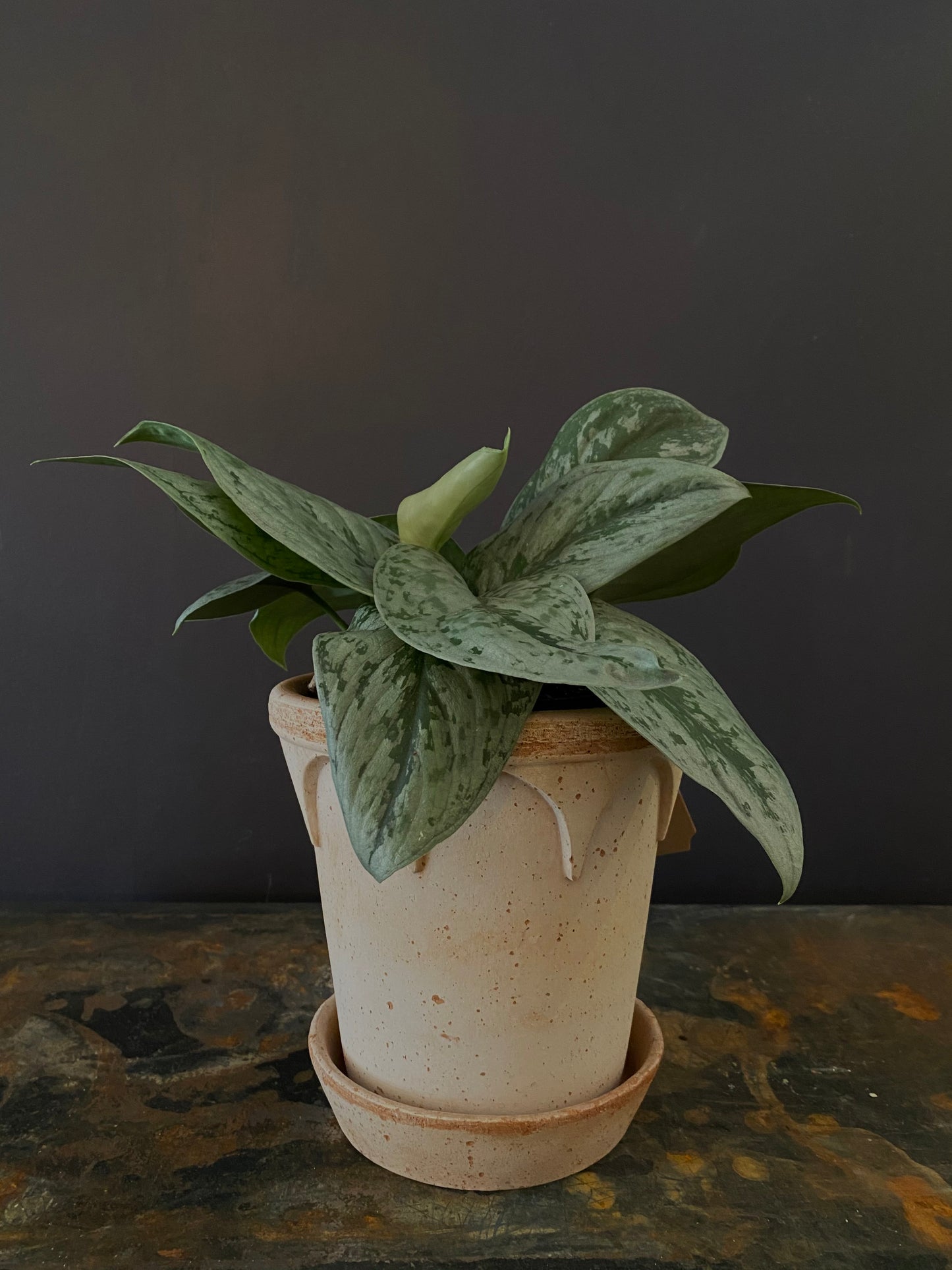 Philodendron Silver Large Leaf