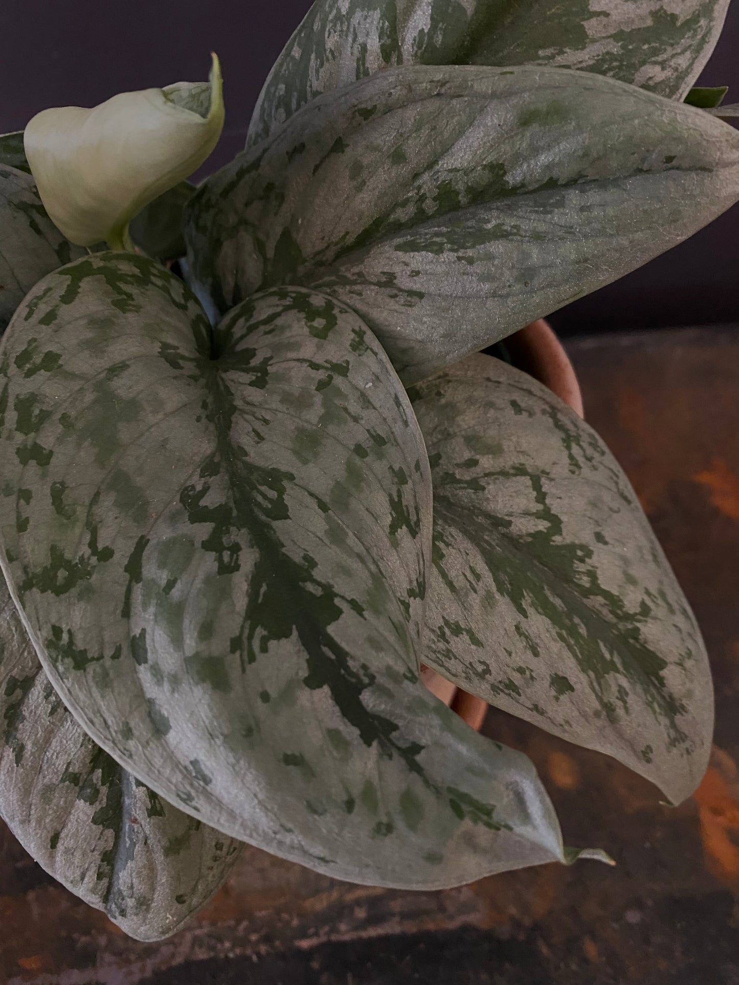 Philodendron Silver Large Leaf