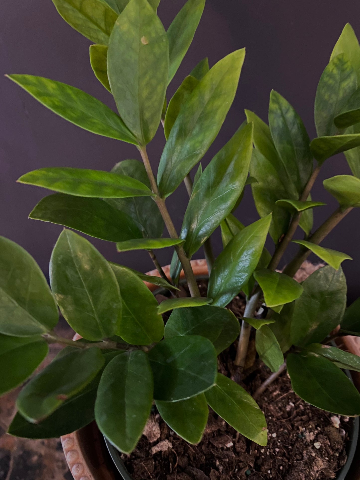 Zamioculcas Zamiifolia