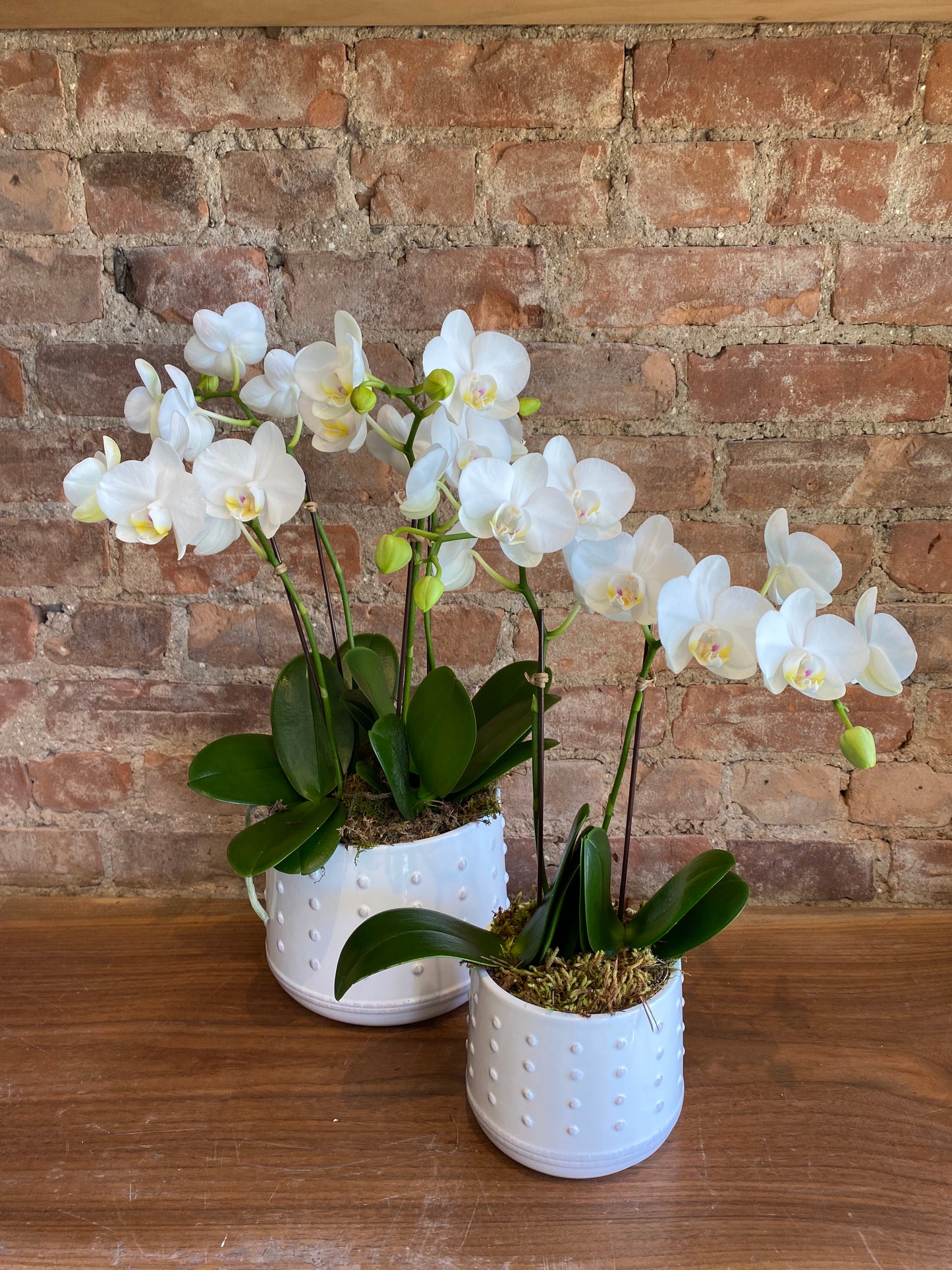 Medium Mini Orchid Planter