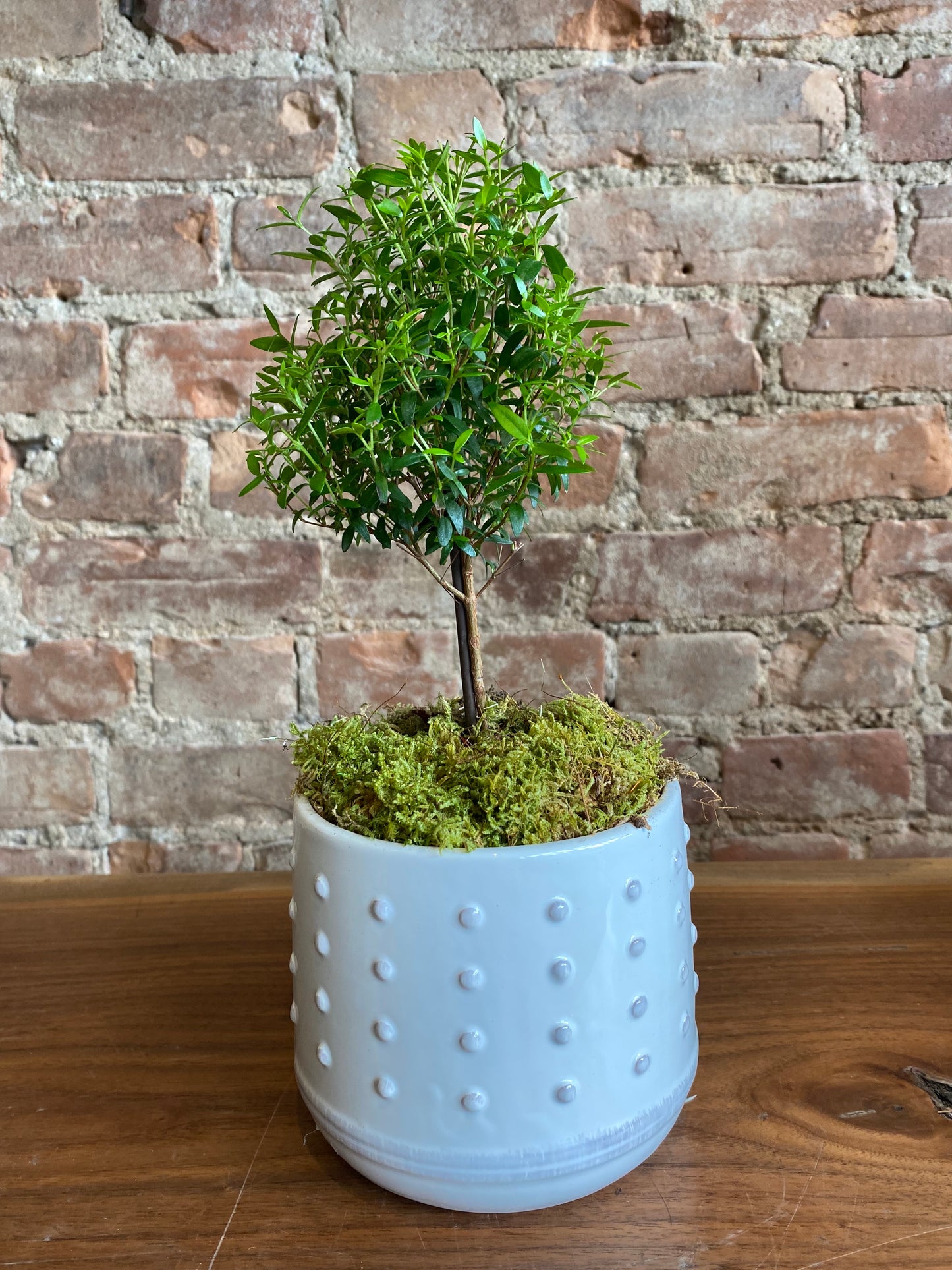 Small Myrtle Topiary