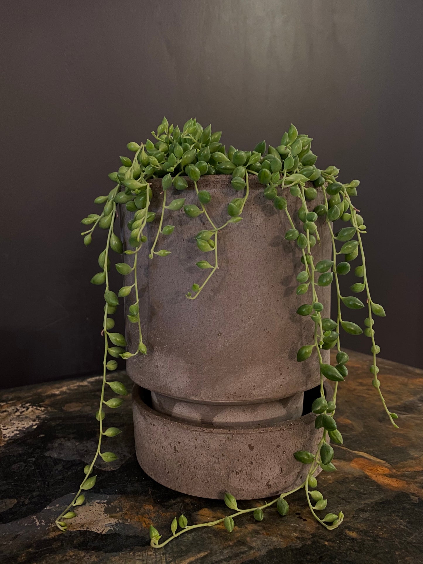 String of Baby Tears