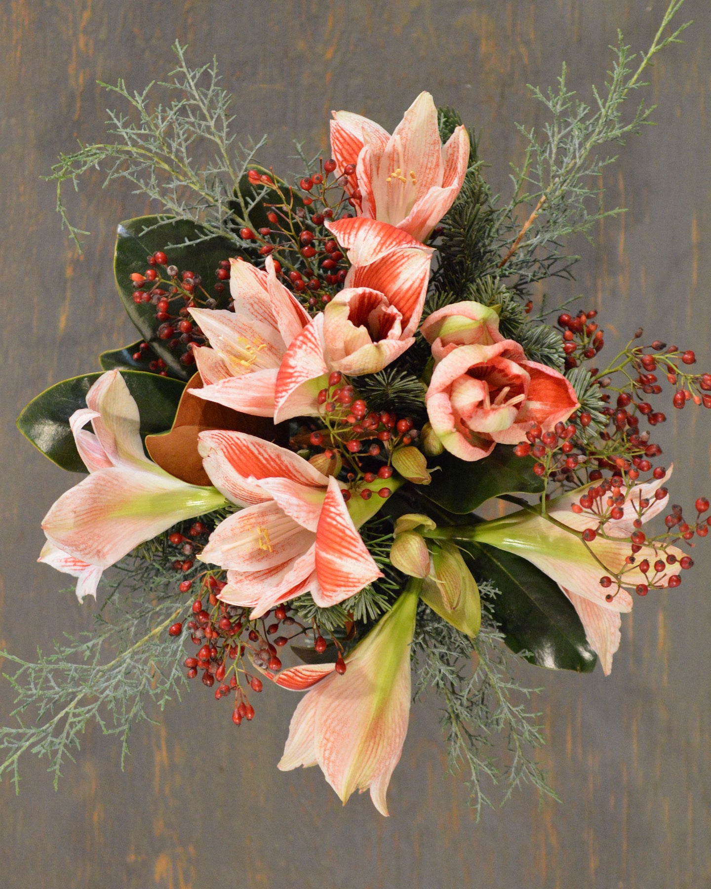 Winterlight Amaryllis