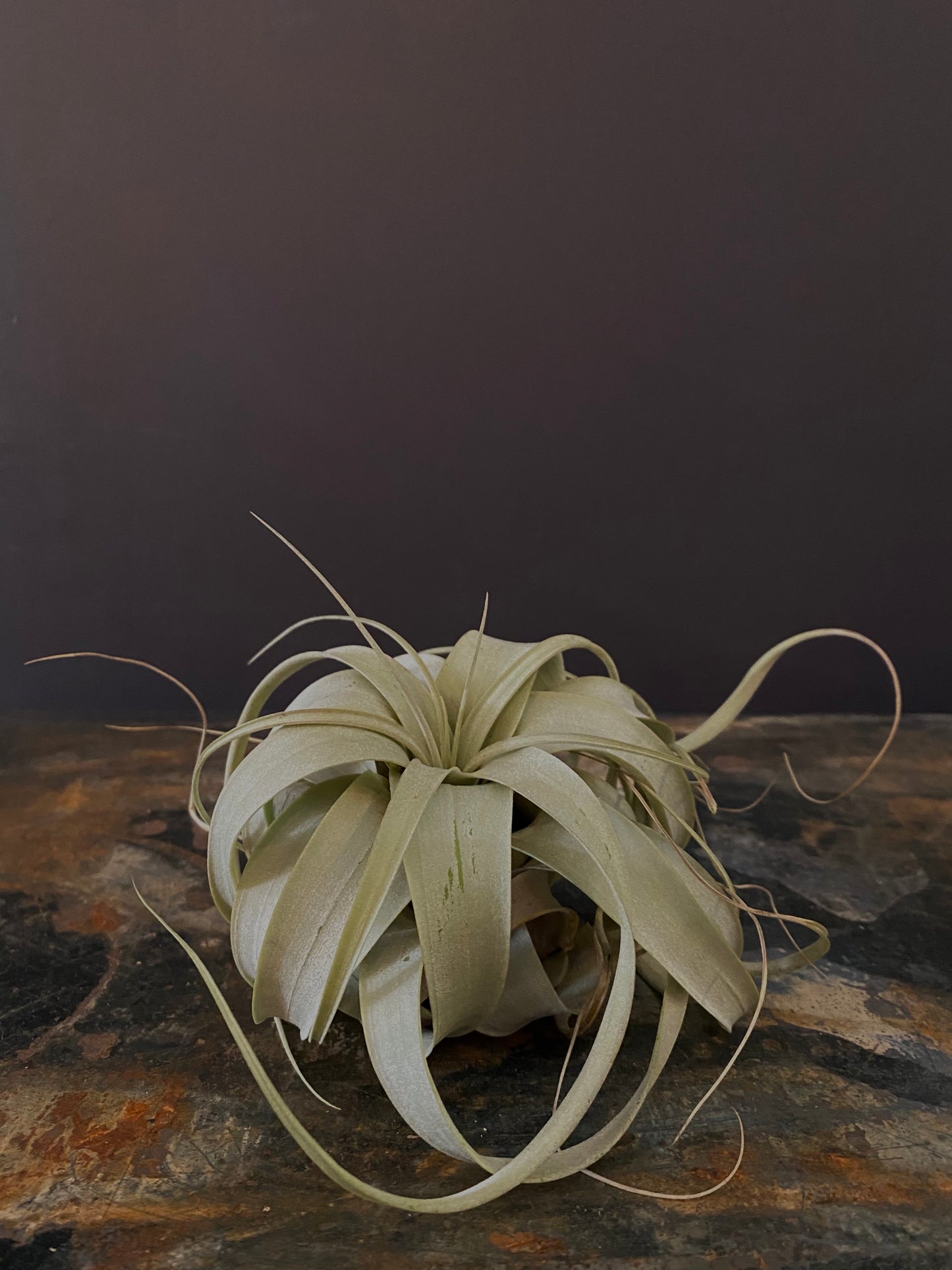 Xerographica Air Plant