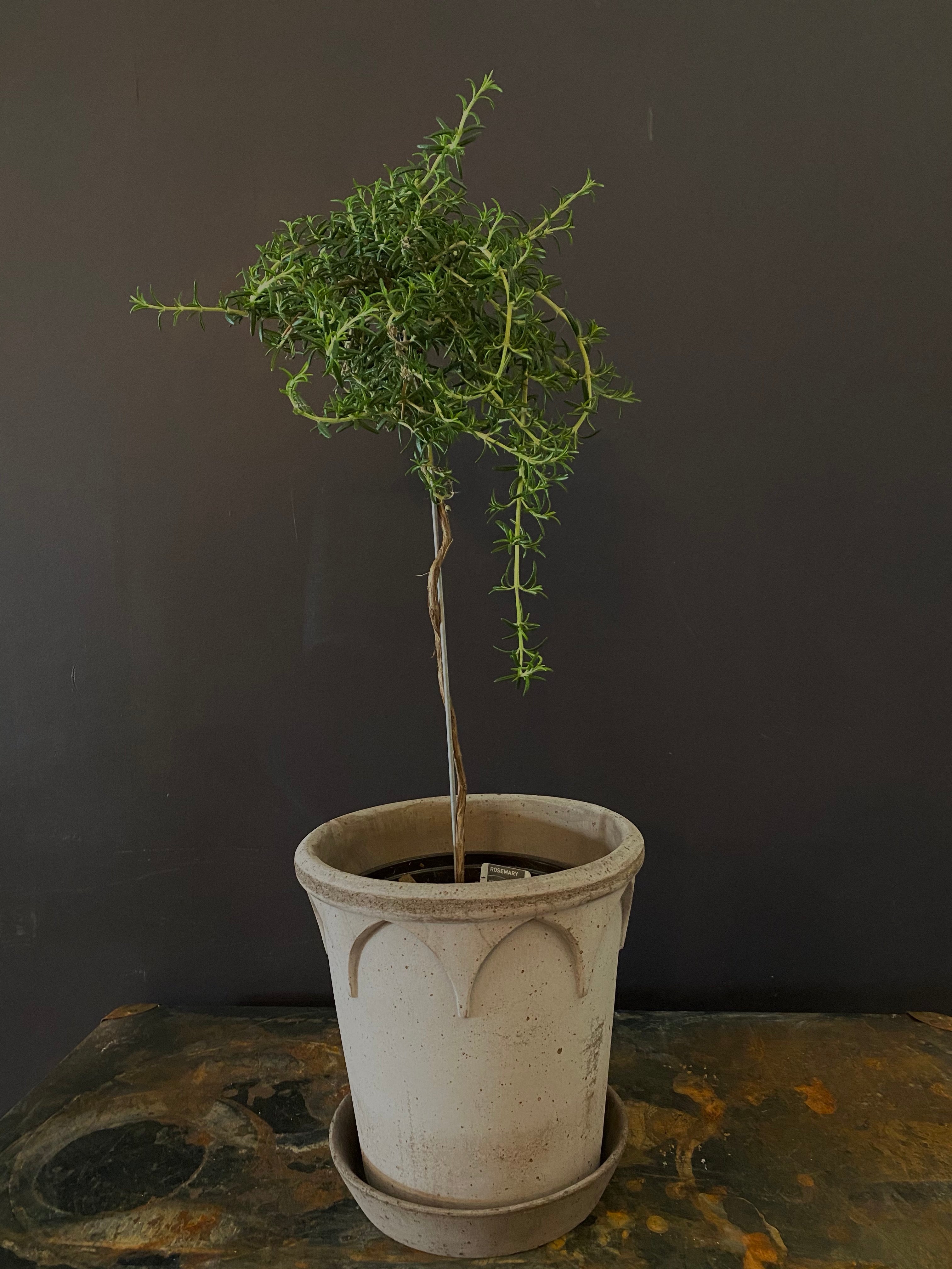 Rosemary Topiary – Suzanne Gardner Flowers