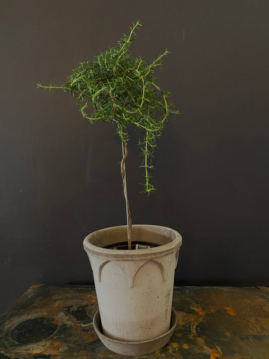 Rosemary Topiary