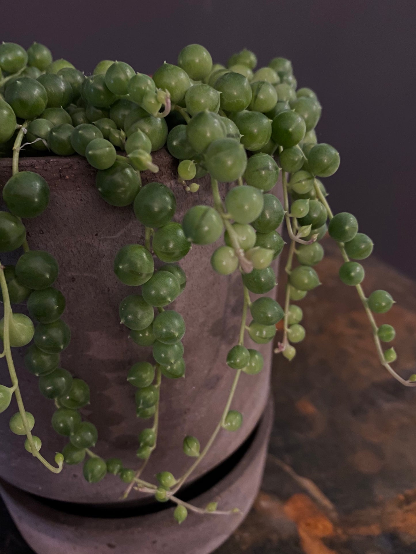 String of Pearls