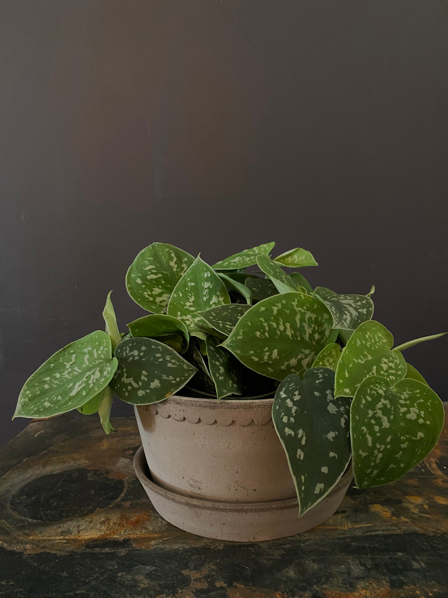 Philodendron Silver