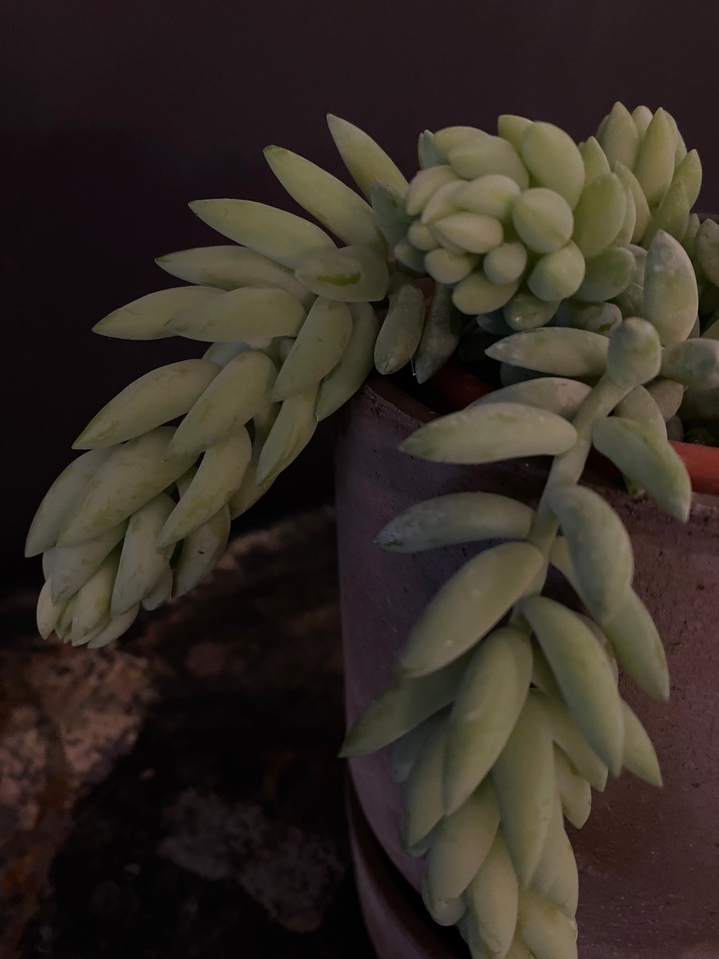 Burro Tail